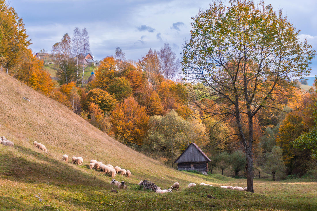 5 Ways to Reset for Fall: Seasonal Wellness + Sustainable Living