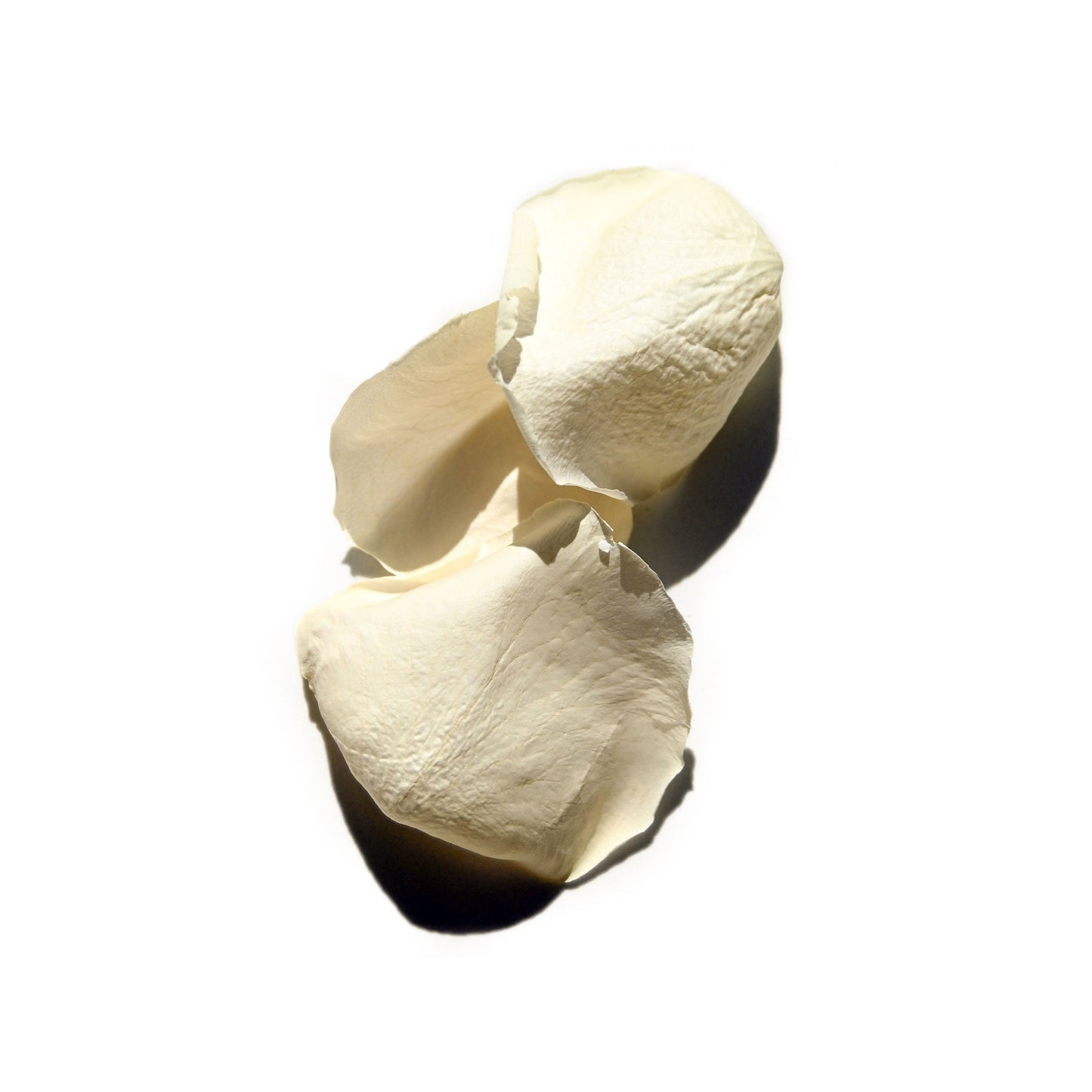 Three white rose petals are scattered on a white background. The petals have a delicate, soft texture with light shadows visible, highlighting their gentle curves and natural form—reminiscent of the purity of Heart Salve® Botanical Nurturing Oil crafted by Daughter Alchemy with organic ingredients.